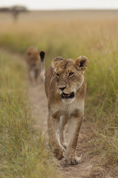 lioness