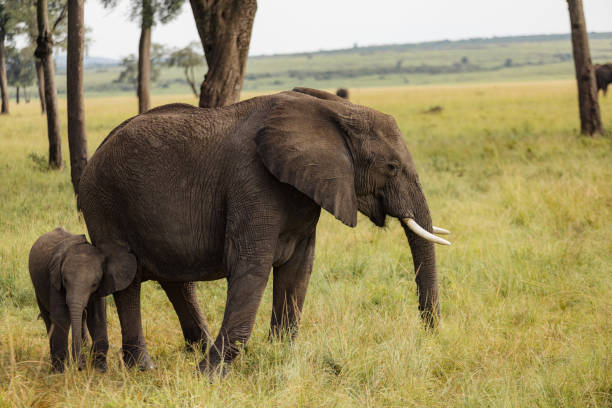 Adult elephant and calf in the wilderness of Masai Mara.