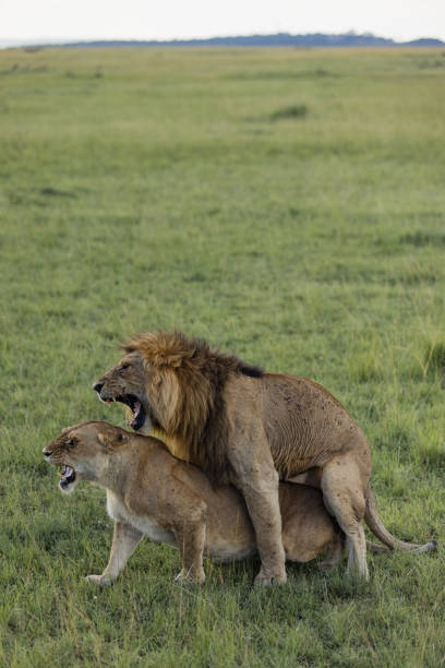 istock Lions mating in Masai Mara. 2153212532