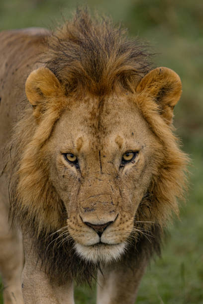 istock Majestic lion in nature. 2153212929
