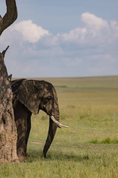 istock Elephant in the shade of a tree. 2153213015