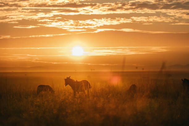 istock Zebras in Masai Mara nature reserve at sunset. 2153213065