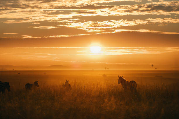 Family of zebras in Masai Mara nature reserve at sunset.