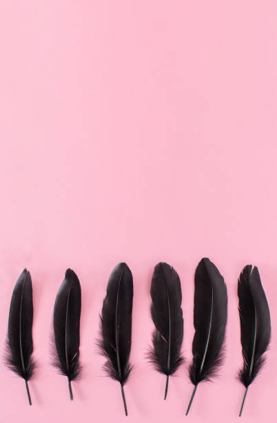 istock Beautiful black bird feathers on a pink background. 2153214565