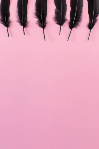 istock Beautiful black bird feathers on a pink background. 2153214598