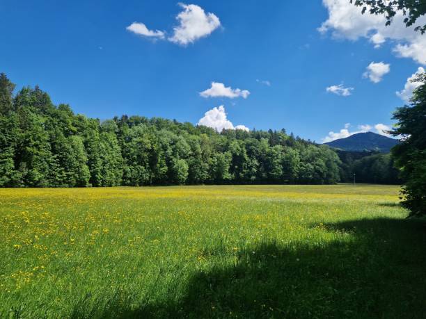 istock springtime - meadow with yellow flowers 2153214874