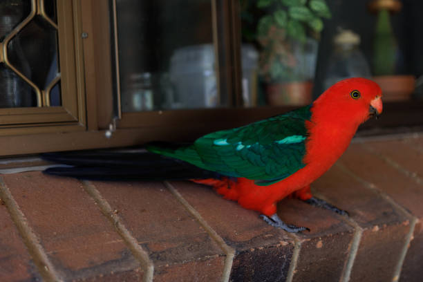 King Parrot on the Window Sill