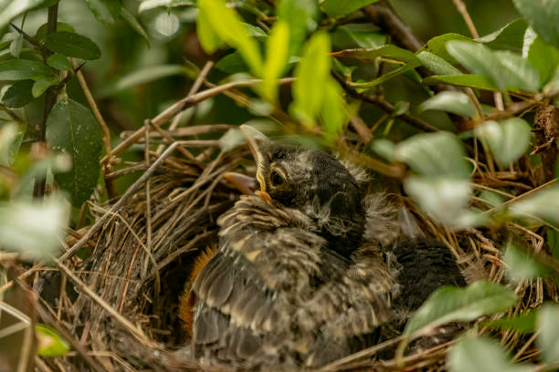 A male robin feeding hungry chicks in a nest in Calgary