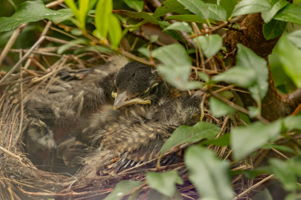 istock American Robin chick nestled in its nest 2153216257