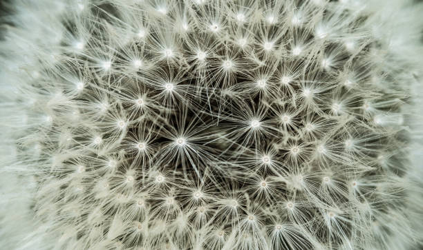 istock A closeup shot of dandelion seeds 2153218074