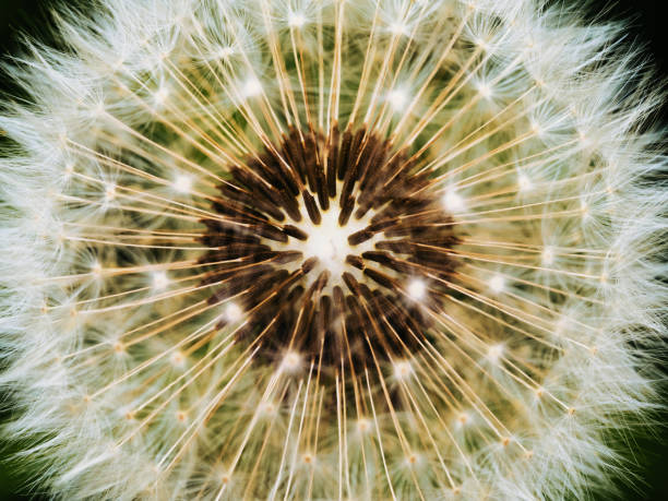 istock A closeup shot of dandelion seeds 2153218078
