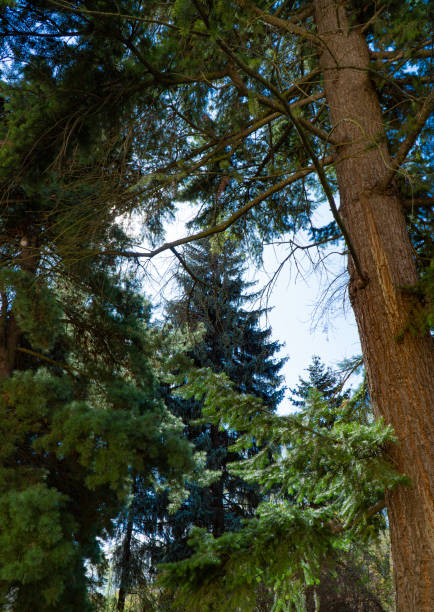 A scenic view of tall pine trees with dense, lush green foliage reaching towards the sky. The sunlight filters through the branches, creating a serene and natural forest atmosphere. Ideal for themes of nature, wilderness, and outdoor landscapes.