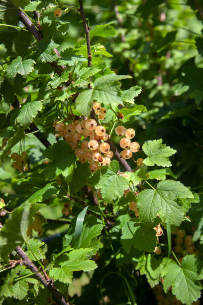 istock Brush of white currant berries among green leaves 2153218501