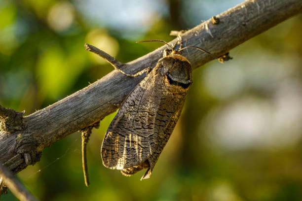 Free Stock Photo of Bug Sitting on Tree Branch | Download Free Images ...