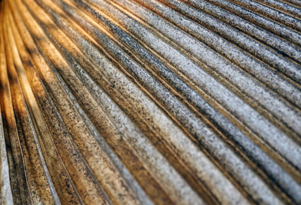 istock abstract dry leaf straight line pattern and Sunlight on brown leaf surface. close-up 2153221761