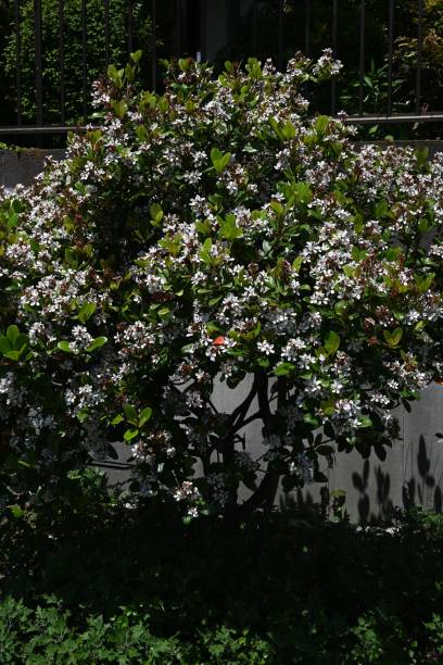 Rhaphiolepis indica (Japanese hawthorn) flowers.Rosaceae evergreen shrub. Rhaphiolepis indica (Japanese hawthorn) flowers.Rosaceae evergreen shrub.Grows near the coast and blooms white flowers in early summer. indian hawthorn stock pictures, royalty-free photos & images