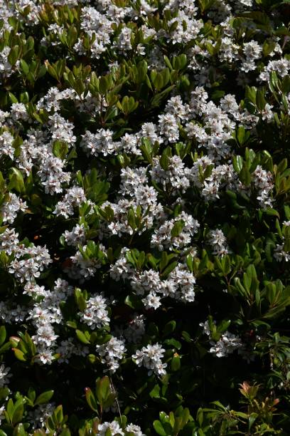 Rhaphiolepis indica (Japanese hawthorn) flowers.Rosaceae evergreen shrub. Rhaphiolepis indica (Japanese hawthorn) flowers.Rosaceae evergreen shrub.Grows near the coast and blooms white flowers in early summer. indian hawthorn stock pictures, royalty-free photos & images