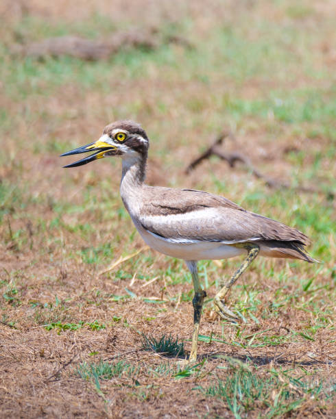 istock Great Thick-knee standing on one leg close up at Yala National Park. 2153223272
