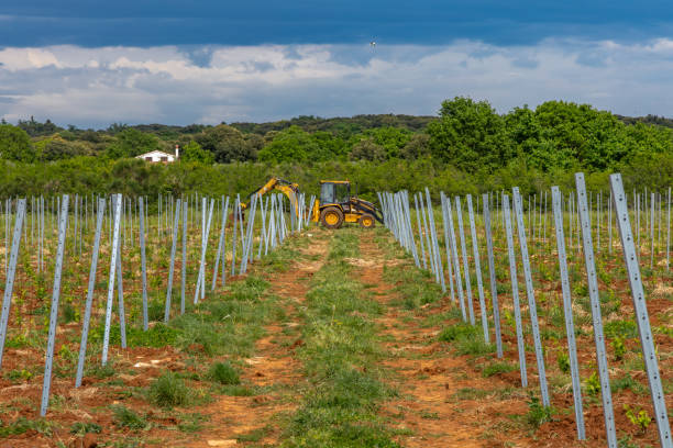 Young grape seedlings working on a grape plantation viticulture Croatia Istria