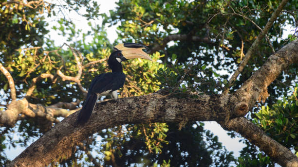 istock Malabar pied hornbill perch at Yala National Park. 2153223655