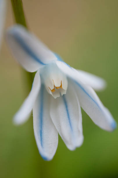 istock Striped Squill close-up on flower petal 2153223676