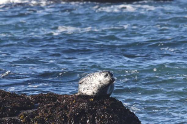 istock Harbor Seal sunning on a rock 2153223683