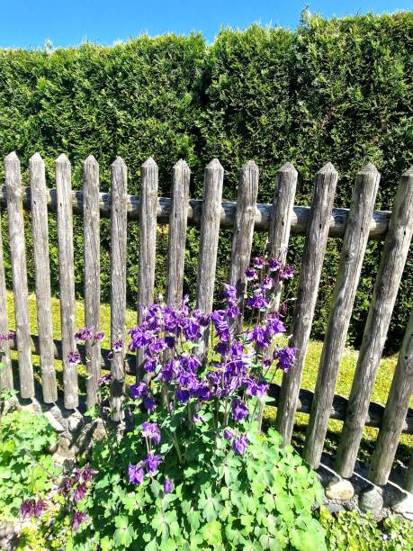 istock flowers on the garden fence 2153224281