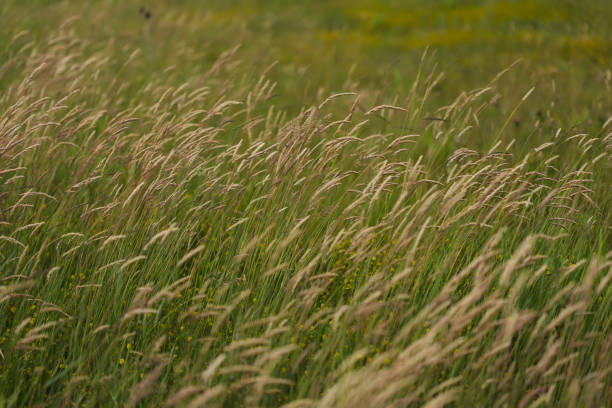 istock Yorkshire fog grass in the wind 2153226277