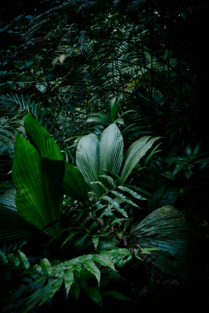 istock lush vegetation of the tropical forest 2153226736