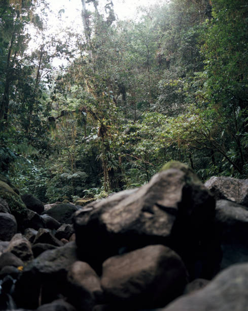 istock lush vegetation in the tropical forest 2153226834