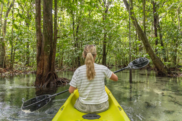 istock Woman Kayaking Through Lush Green Mangrove Forest 2153228059
