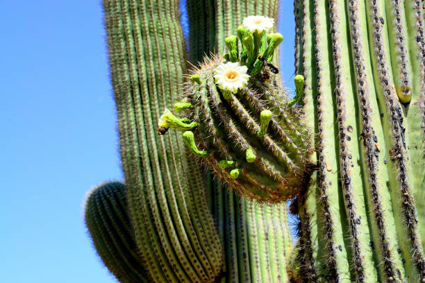 The Sonora desert in central Arizona USA with an old saguaro close up with cactus blossoms