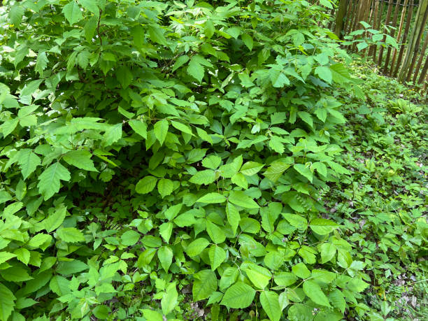 istock Poison sumac, Rhus radicans 2153230380