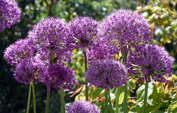 istock Ornamental Lily, Giant Lily 2153231345