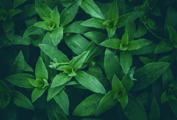 tropical leaves, abstract green leaves texture, nature background