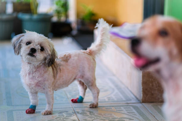 istock Shih tzu dog standing and looking at the camera. 2153233191