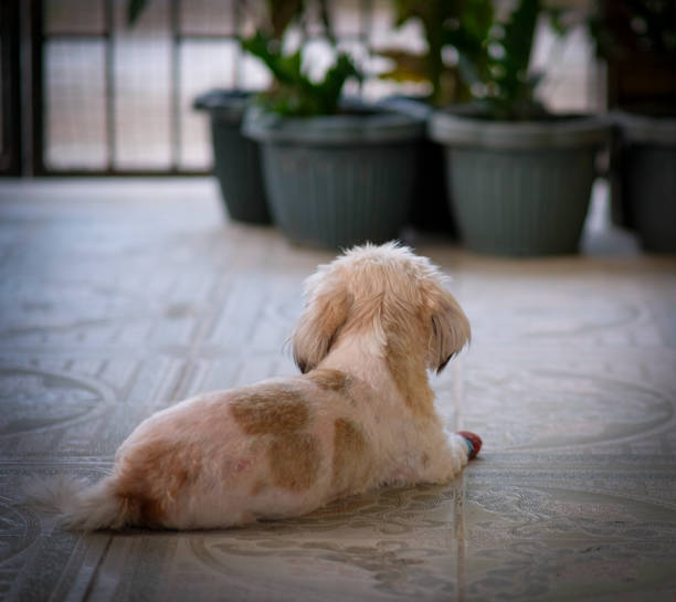 Shih tzu freshly groomed and facing the camera, resting on the sofa and the floor.