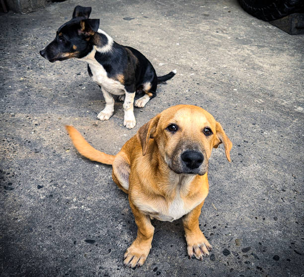 istock Black and brown dogs sitting on the concrete floor. 2153233309