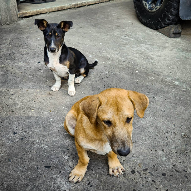 istock Black and brown dogs sitting on the concrete floor. 2153233313