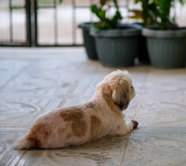 istock Shih tzu dog sitting on the floor. 2153233347