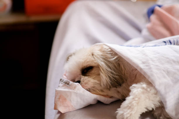 White shih tzu dog sleeping.