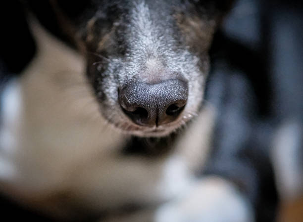 istock Close up view of a dogs snout. 2153233400