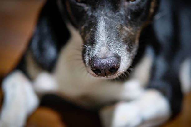 Close up view of a dogs snout.