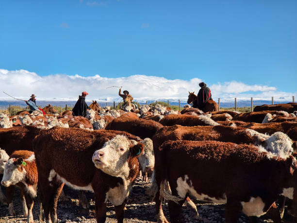 Neuquen, Argentina, April 19, 2024: Gaucho herding cows in Cordillera de los Andes.