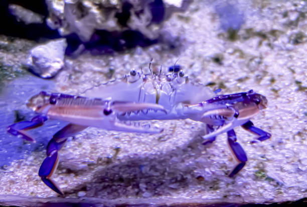 istock Three Spotted swimming Crab gracefully swimming in under water sea 2153236074