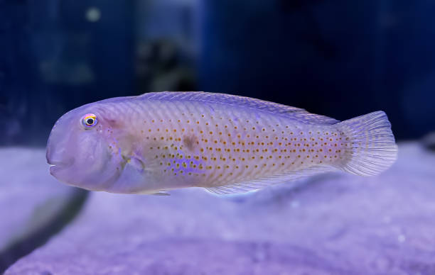 Vibrant Blemished Razorfish (Iniistius naevus) or Pearly razorfish gliding over sandy seabed, showcasing its unique pale body with orange and yellow spots. A captivating marine species, perfect for aquatic-themed designs