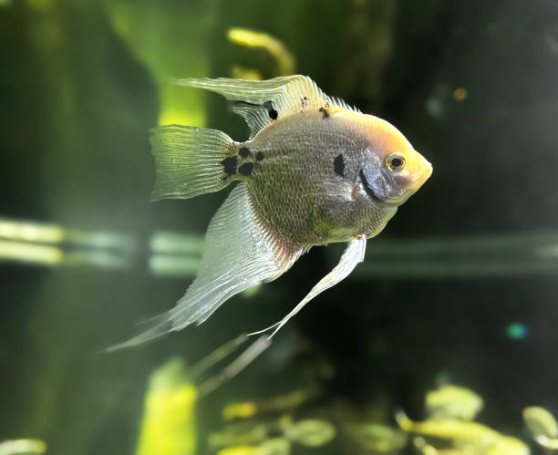 Freshwater angelfish gracefully swimming in under water