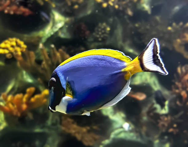 istock Powderblue surgeonfish gracefully swimming under ocean 2153236102