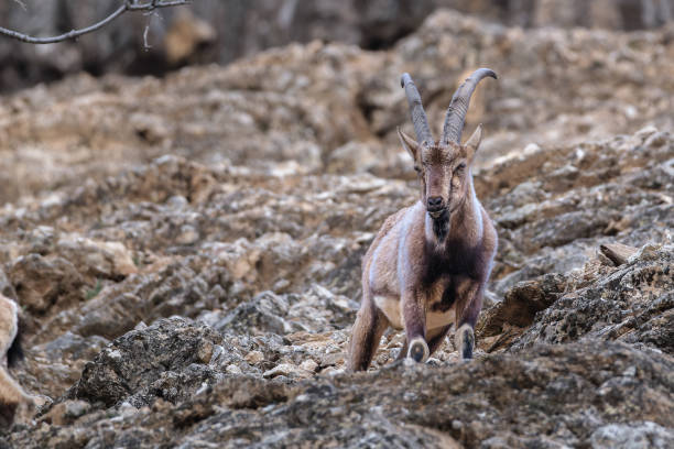 Young baby mountain ibex on a rock - capra ibex in a german park