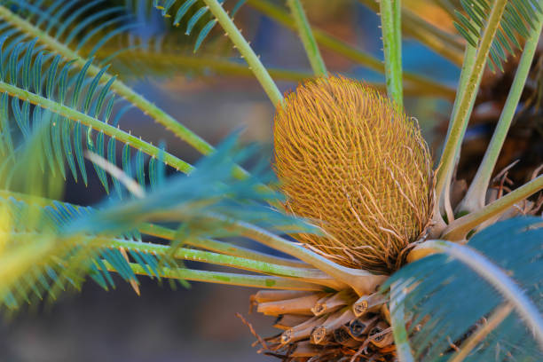 Cycas trunk